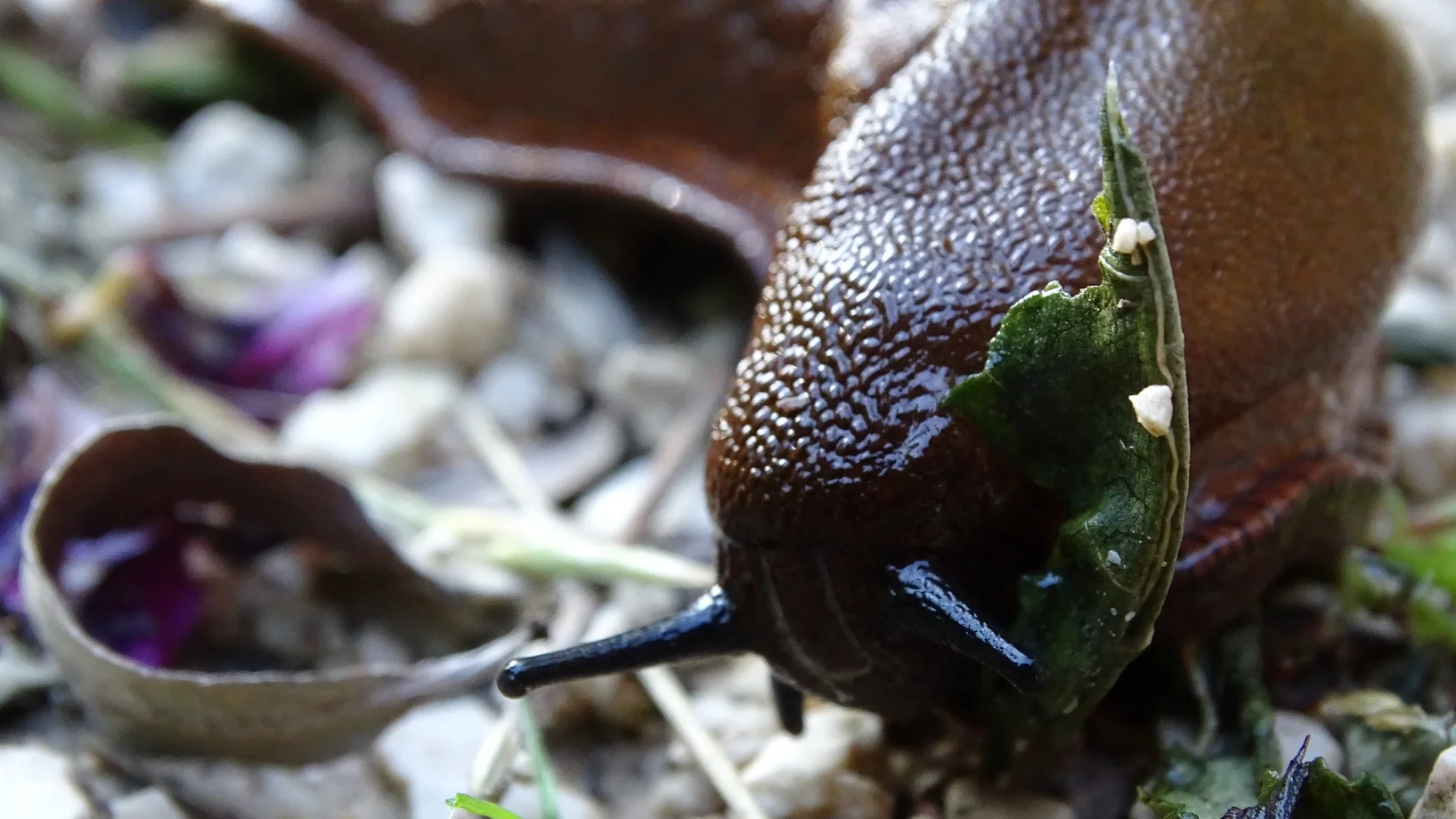 Spanische Wegschnecke von vorne