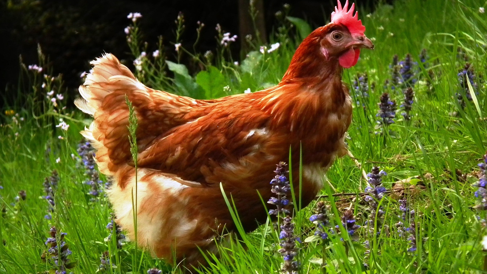 Huhn auf Blumenwiese