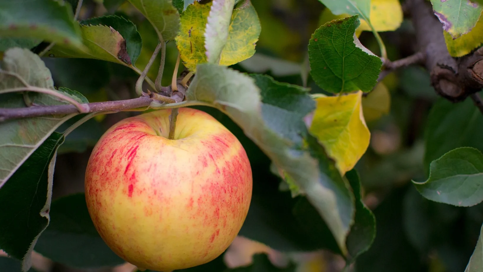 Apfel am Baum