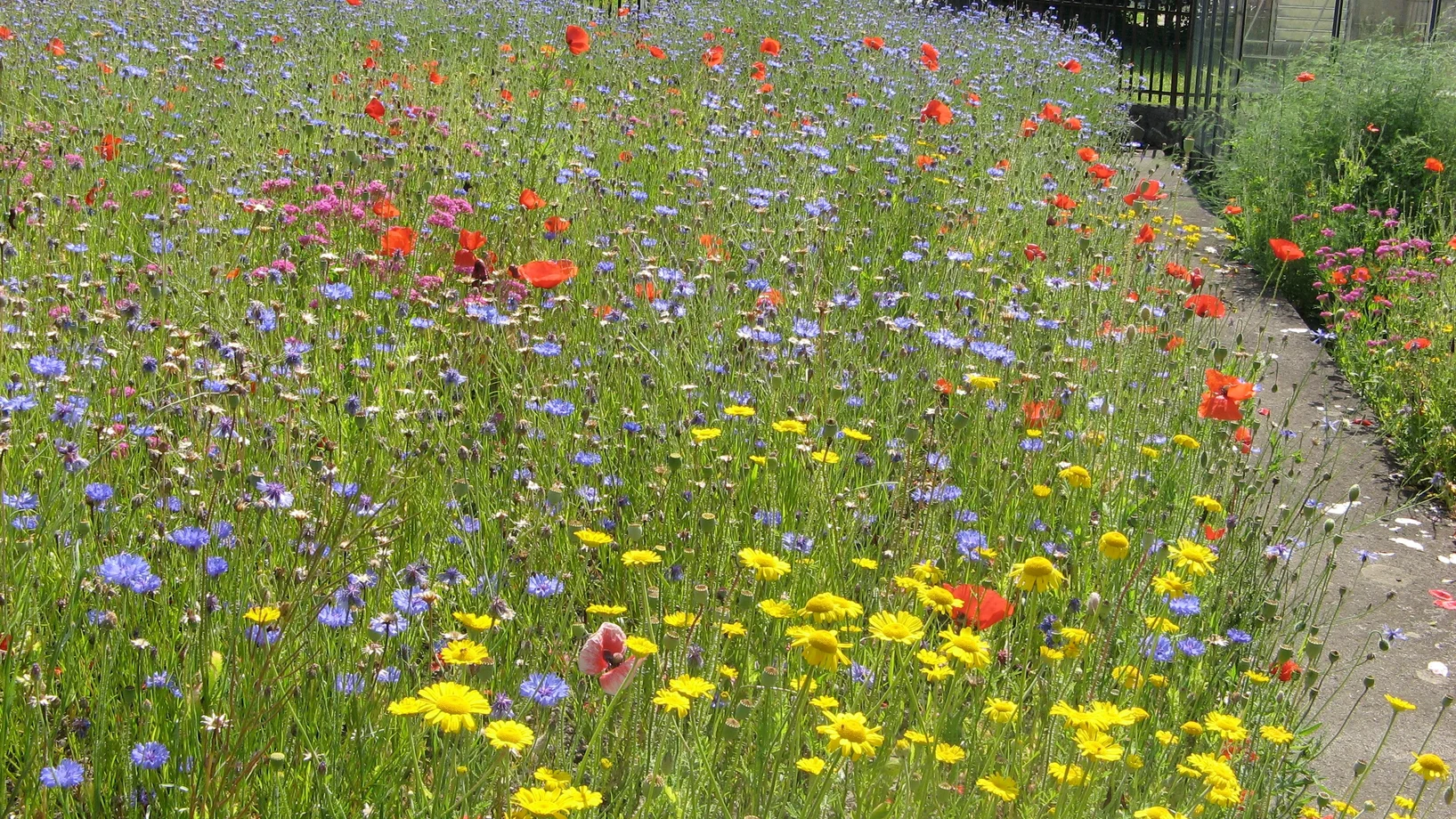 Blütenvielfalt in einem ehemaligen Nutzgarten