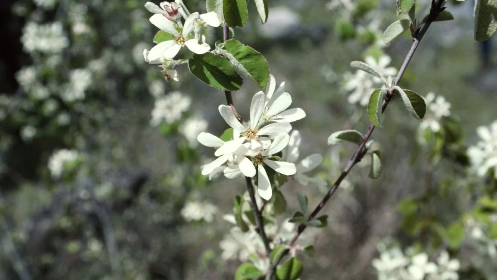 Weisse Sternblüten der Felsenbirne