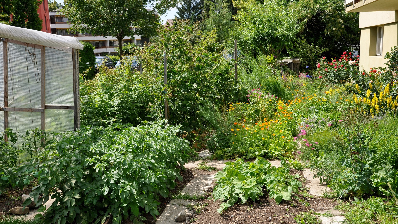 ein Garten mit verschiedenen Kulturpflanzen: Gemüse, Beeren, Blumen