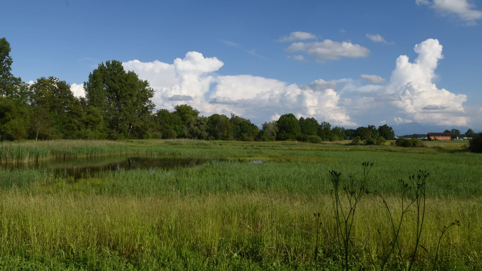 Ronfeld bei Hochdorf