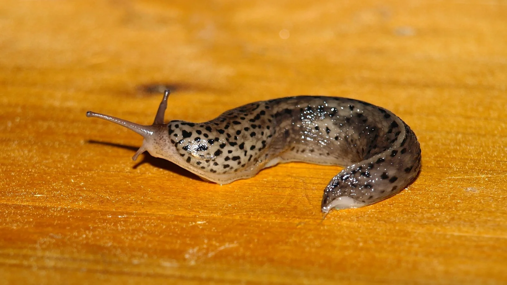Tigerschnegel oder auch Tigernacktschnecke