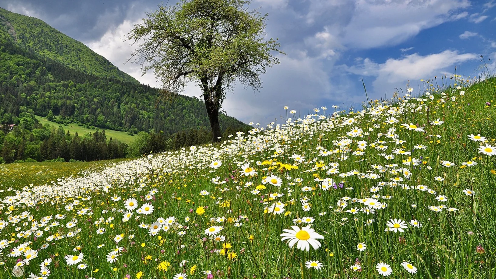 Bunte Wiese mit Baum