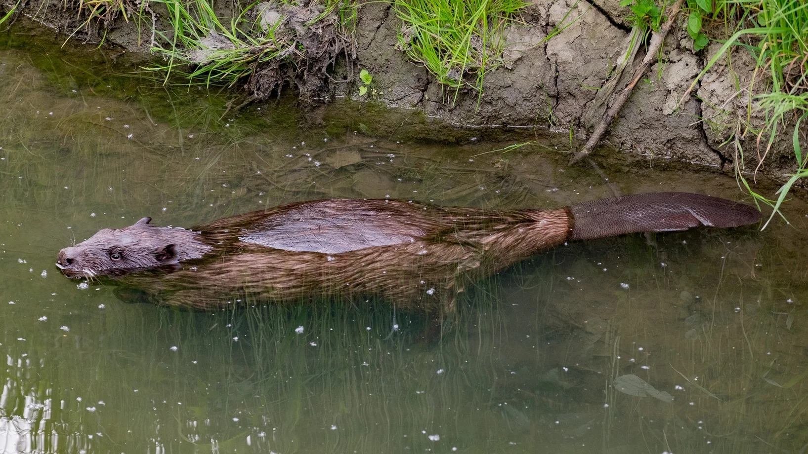 Ein Biber im Wasser