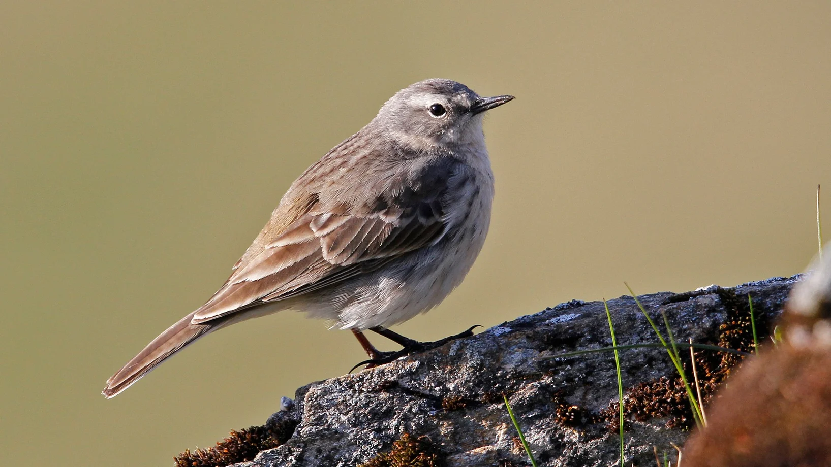 Bergpieper, Bild: Stefan Wassmer