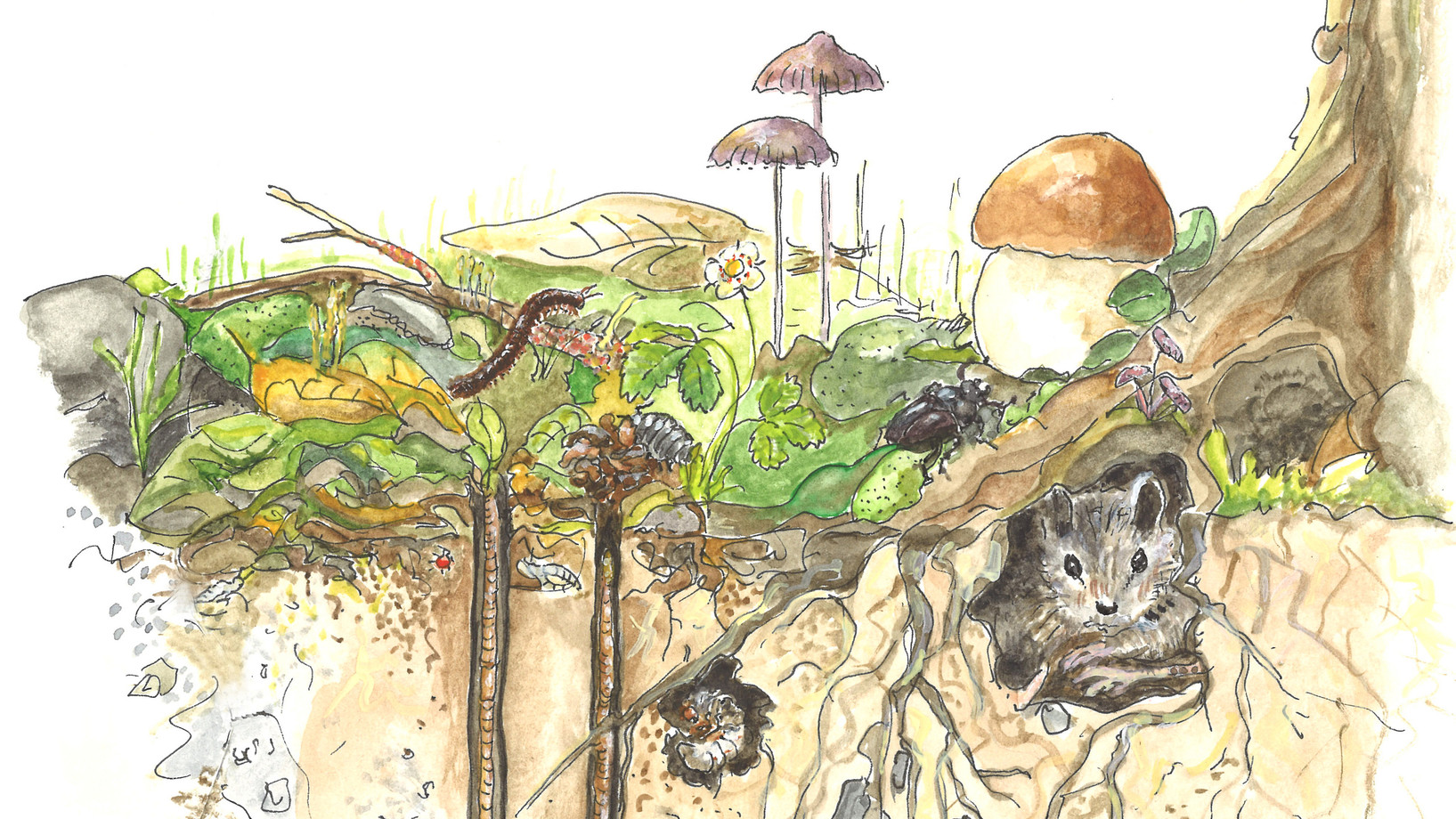 Das Bild zeigt den Waldboden mit Pflanzen und Tieren
