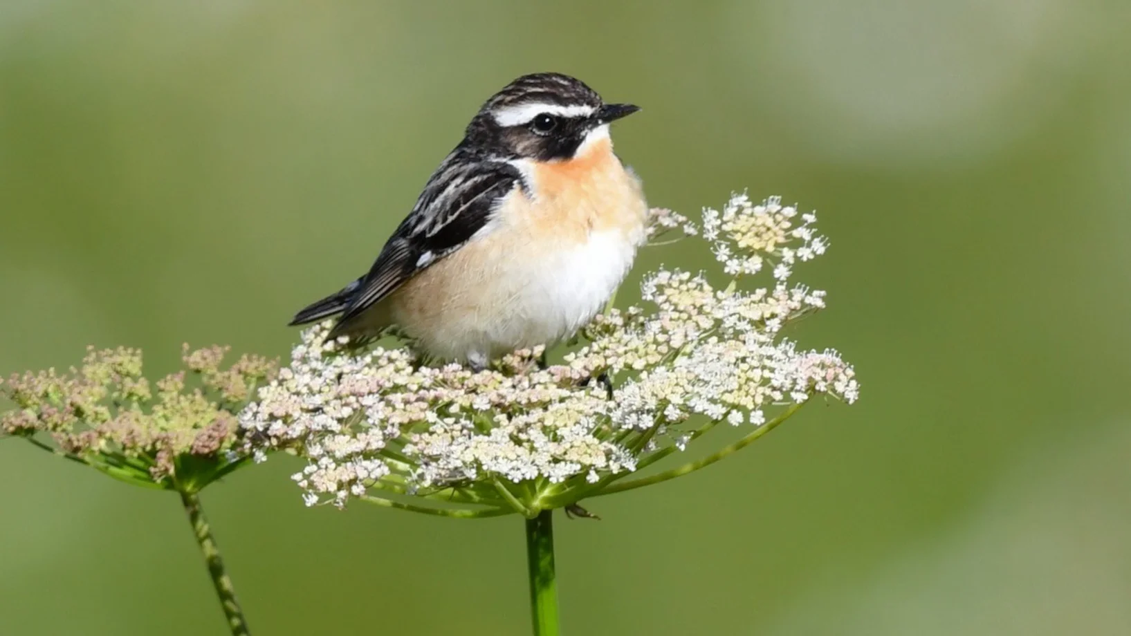 Braunkehlchen © Niklaus Troxler