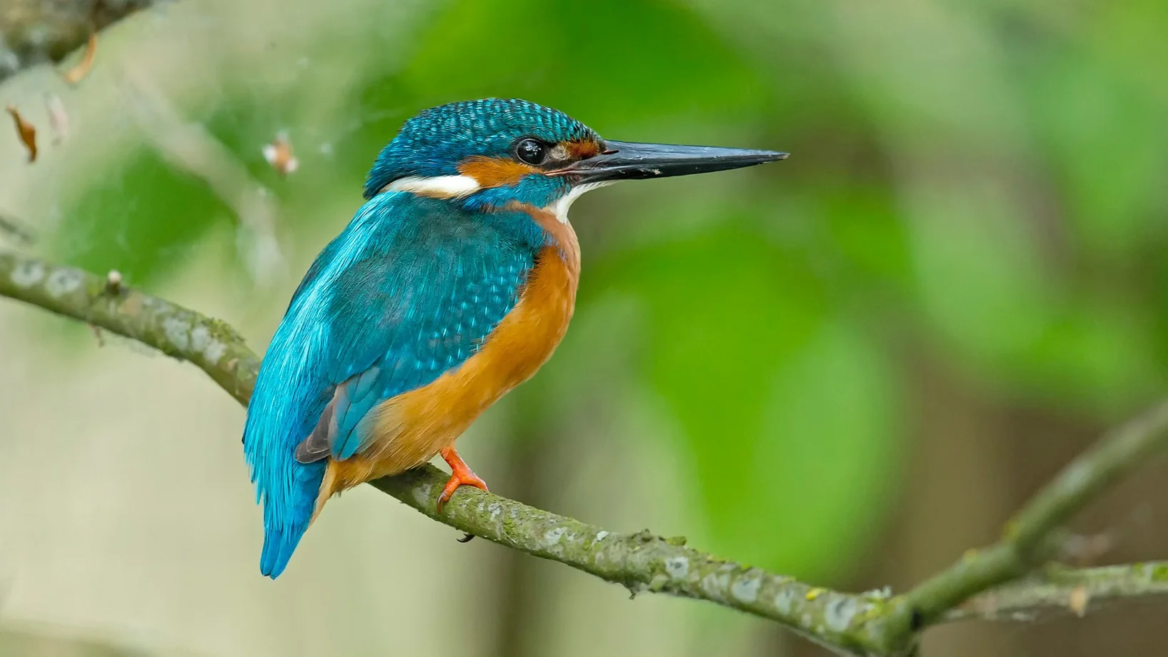 Eisvogel © Marcel Burkhardt