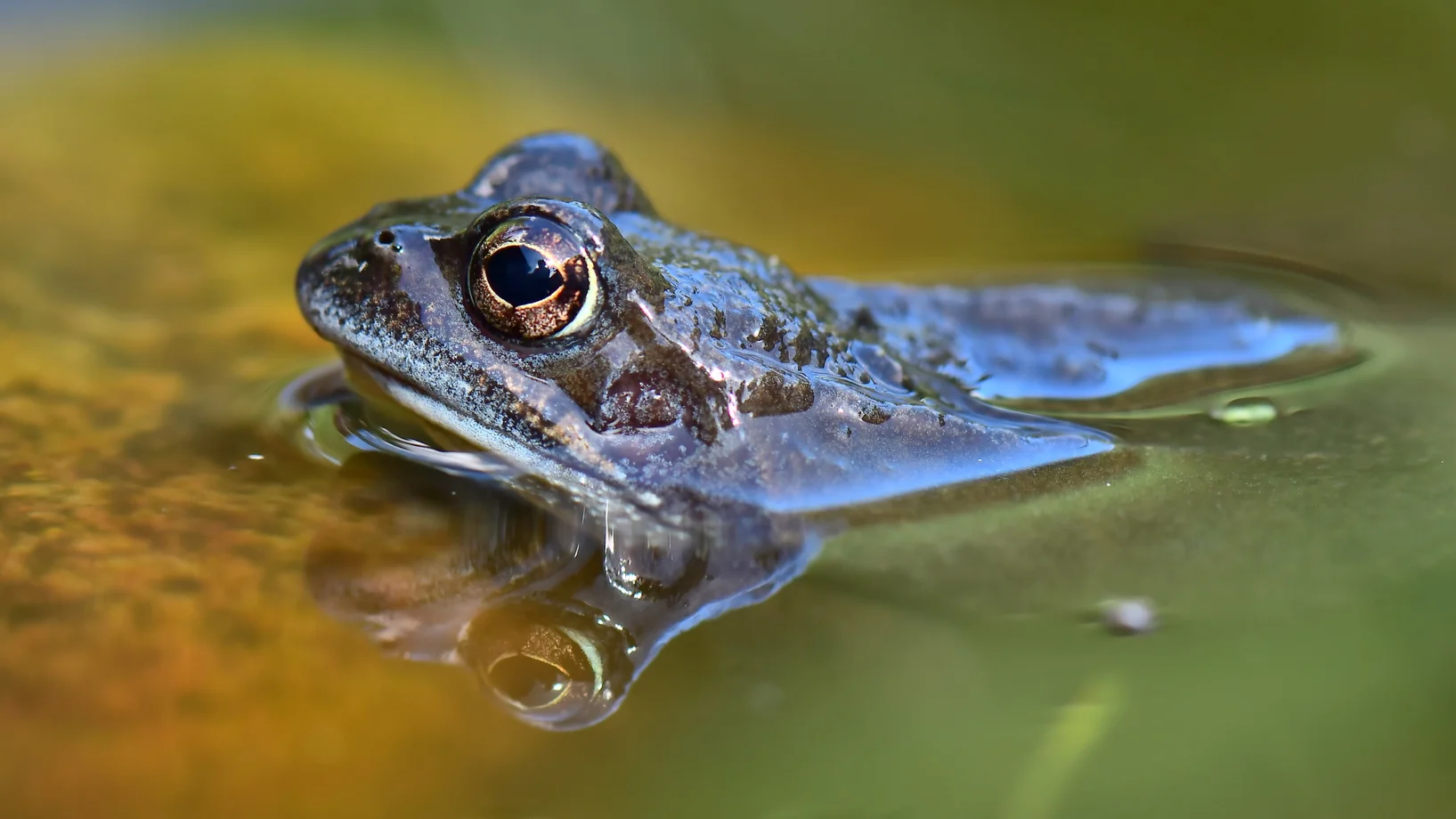 Grasfrosch, Bild: Georg Wietschorke
