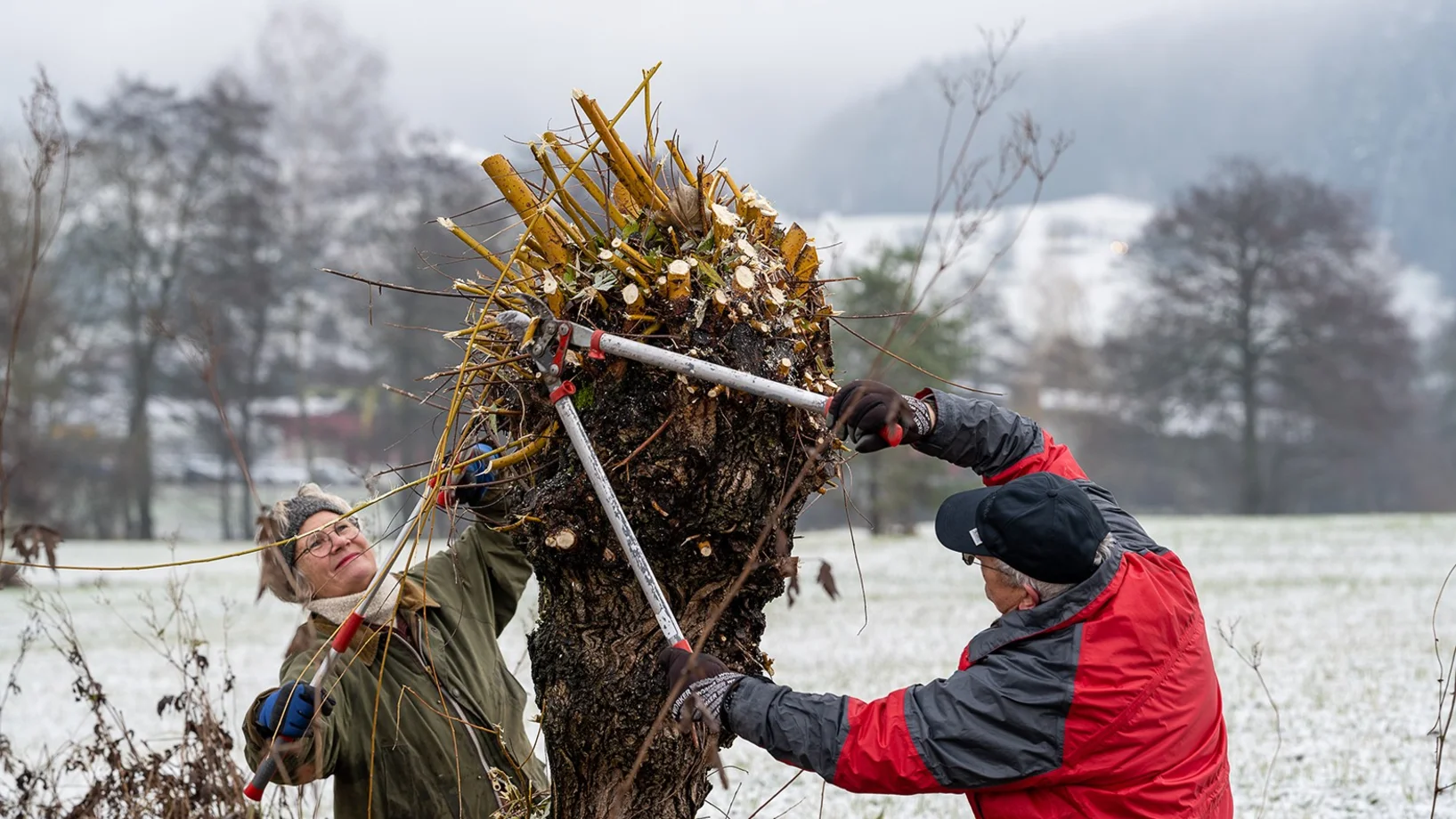 Kopfweidenschnitt © Jürg Stauffer