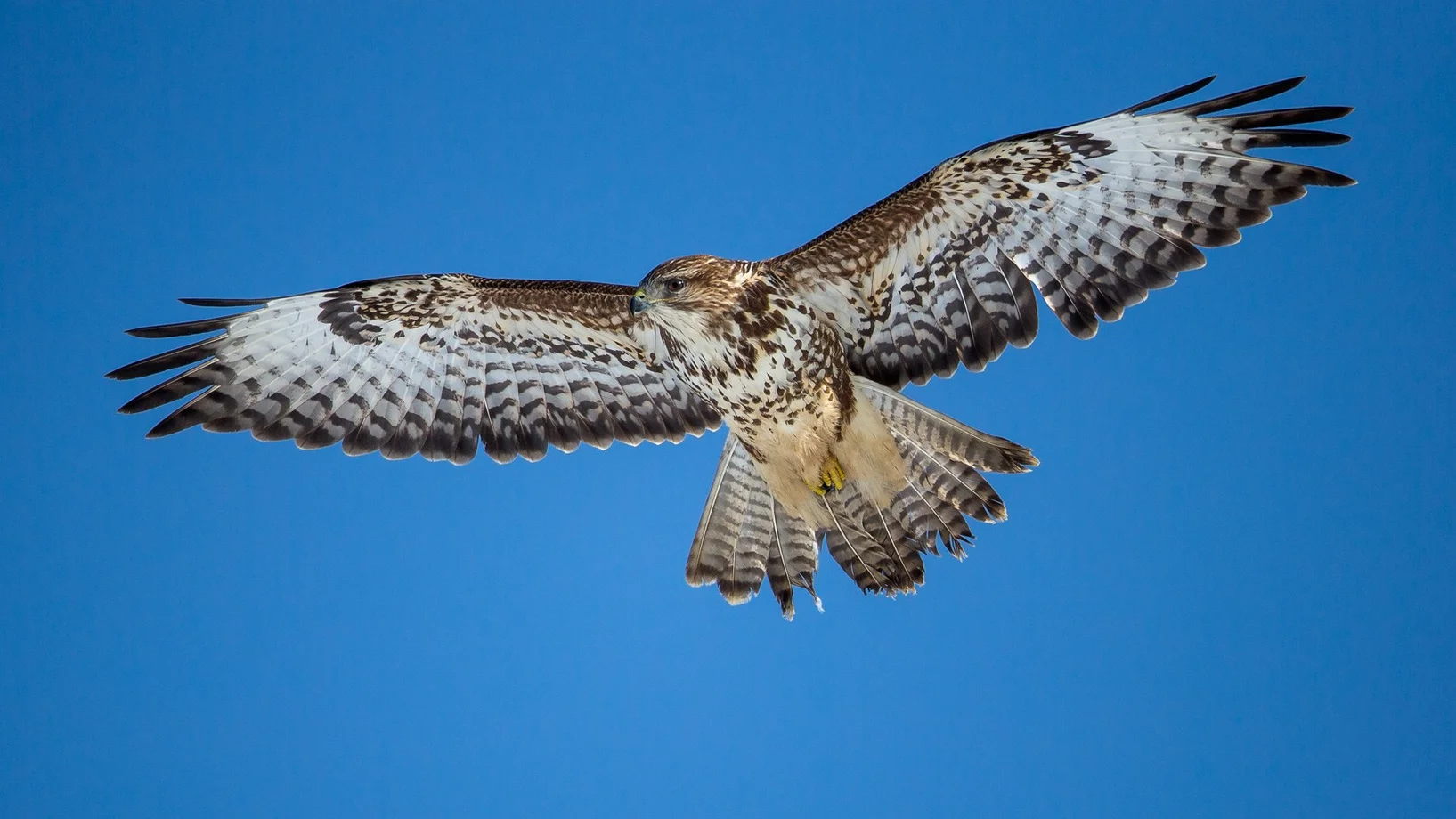 Mäusebussard © Marcel Burkhardt