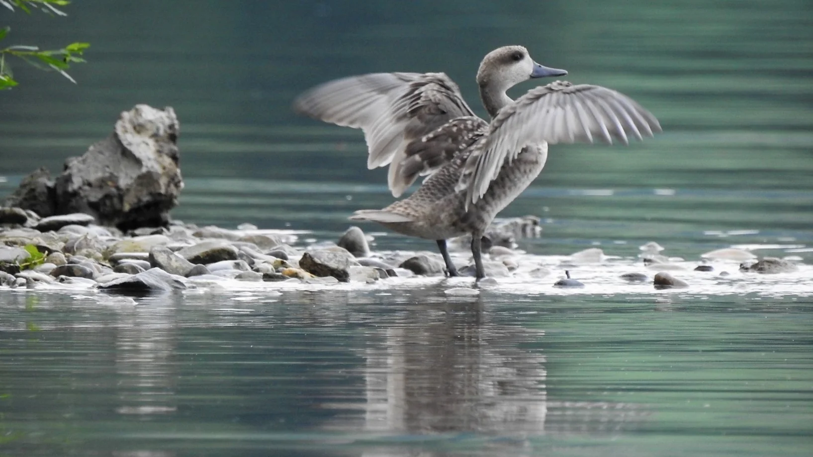 Marmelente am Sempachersee © Nicola Haltiner