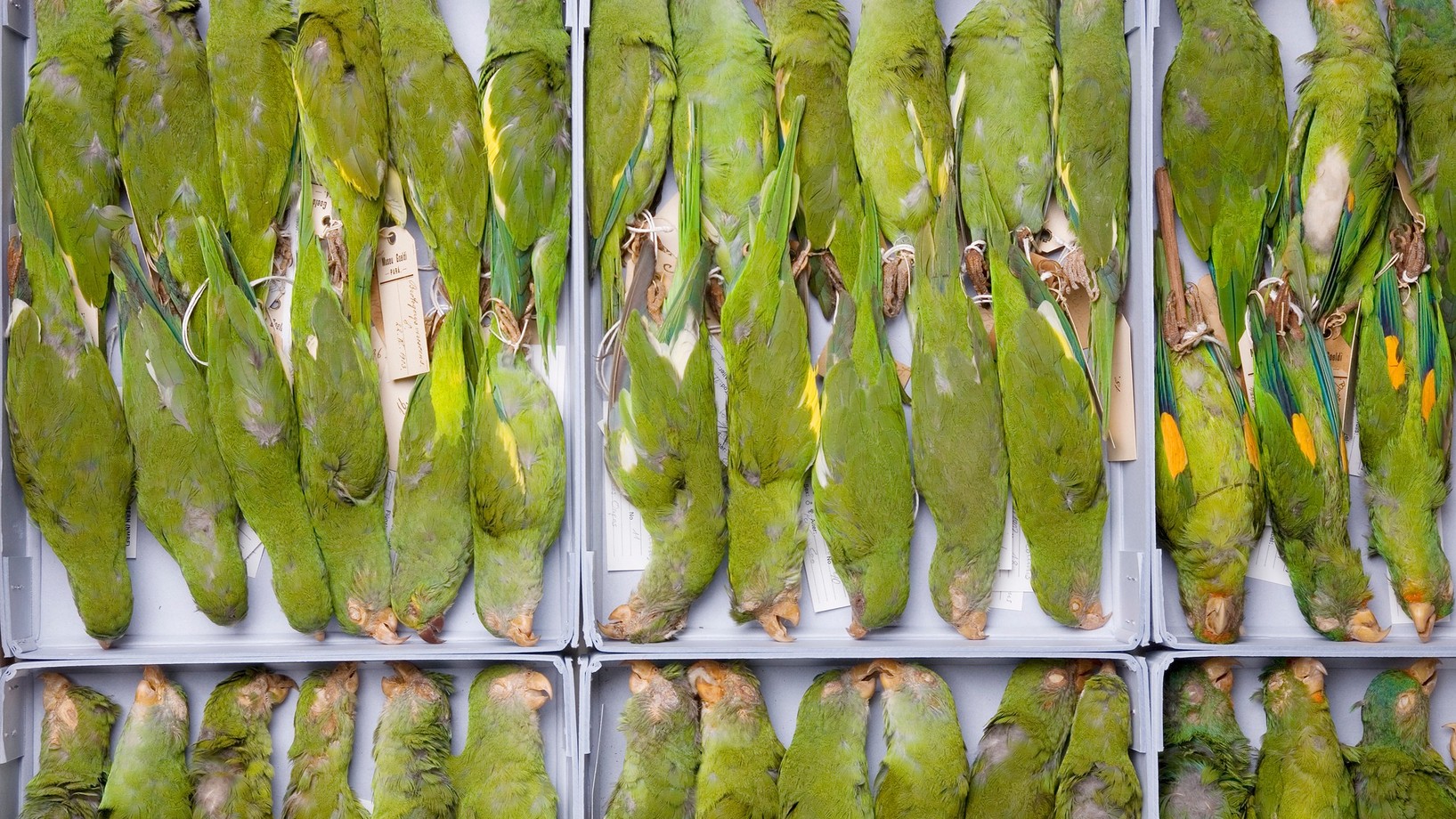 Südamerikanische Papageien © Lisa Schäublin/NMBE