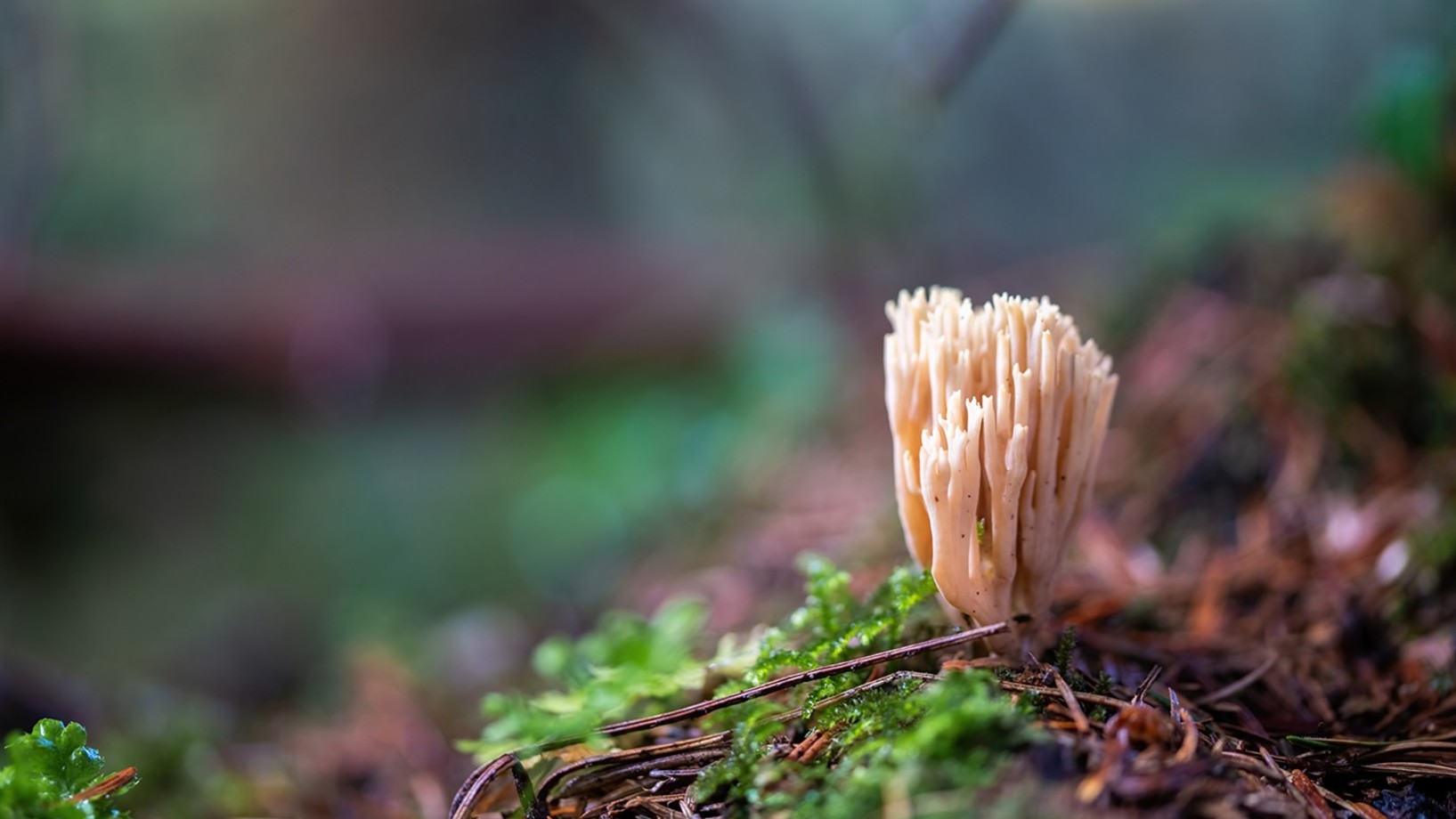 Eine von vielen Pilzarten © Roman Bühler