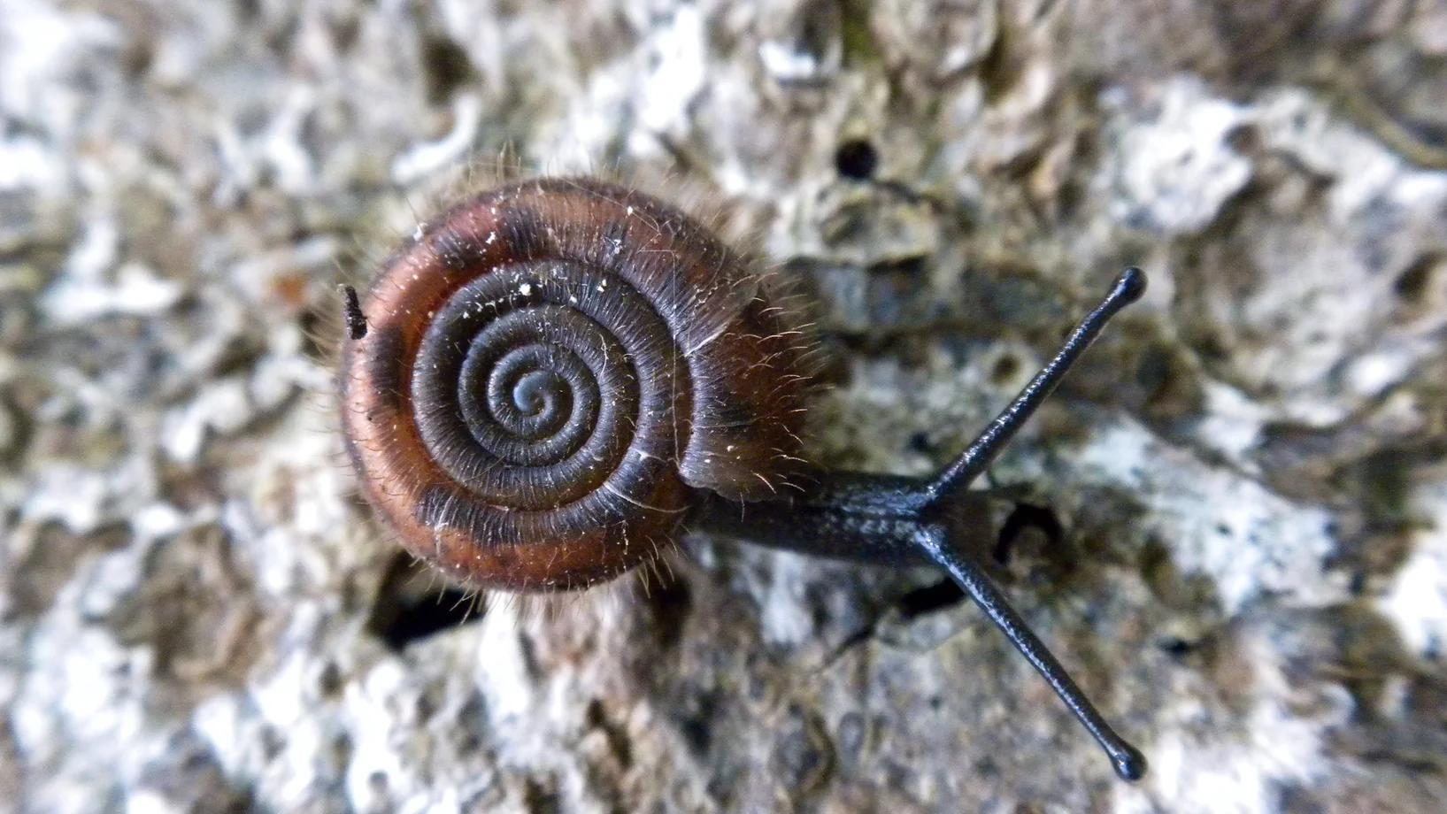 Gehäuseschnecke © Katja Lassauer