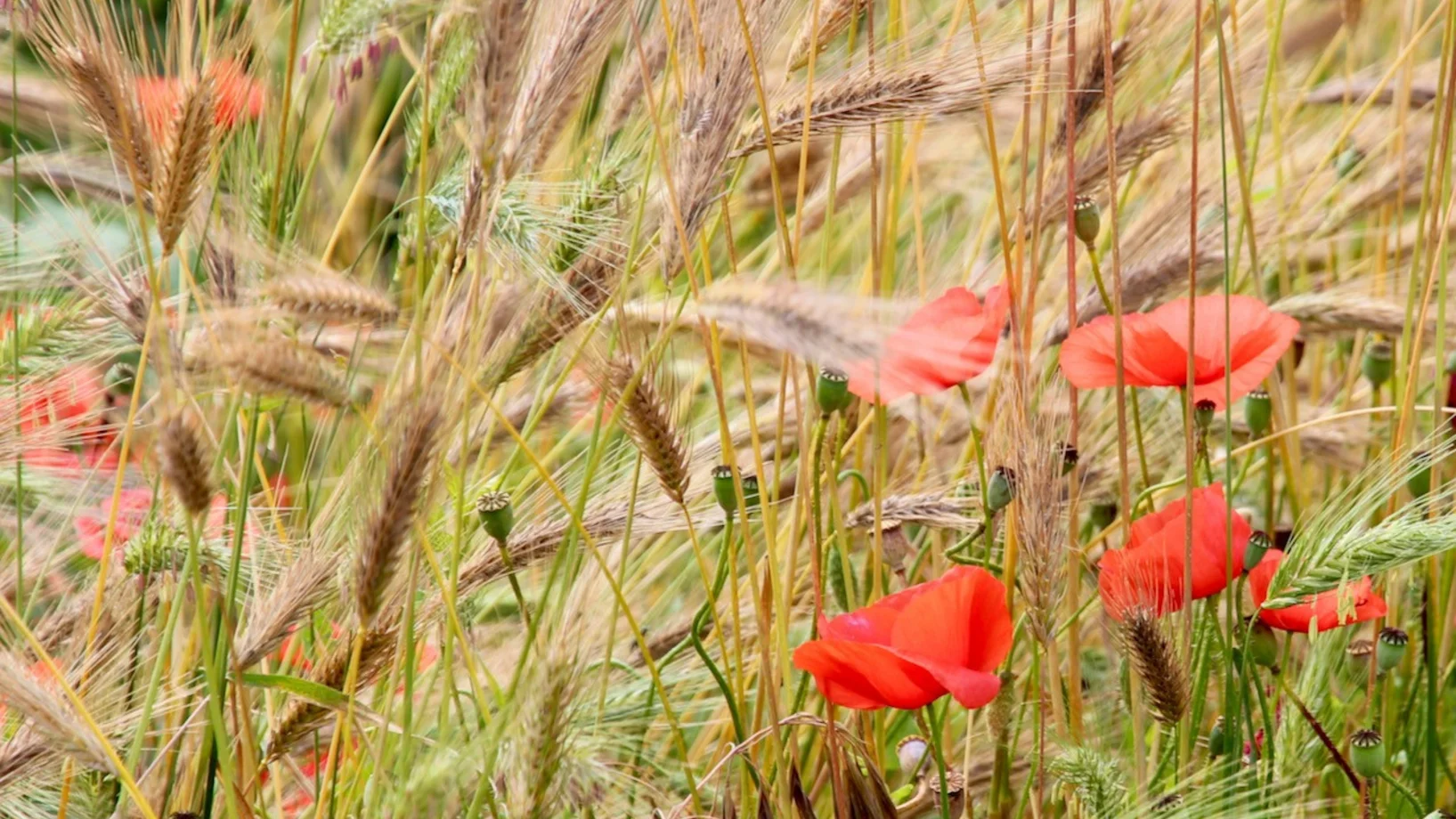 Sommerfülle