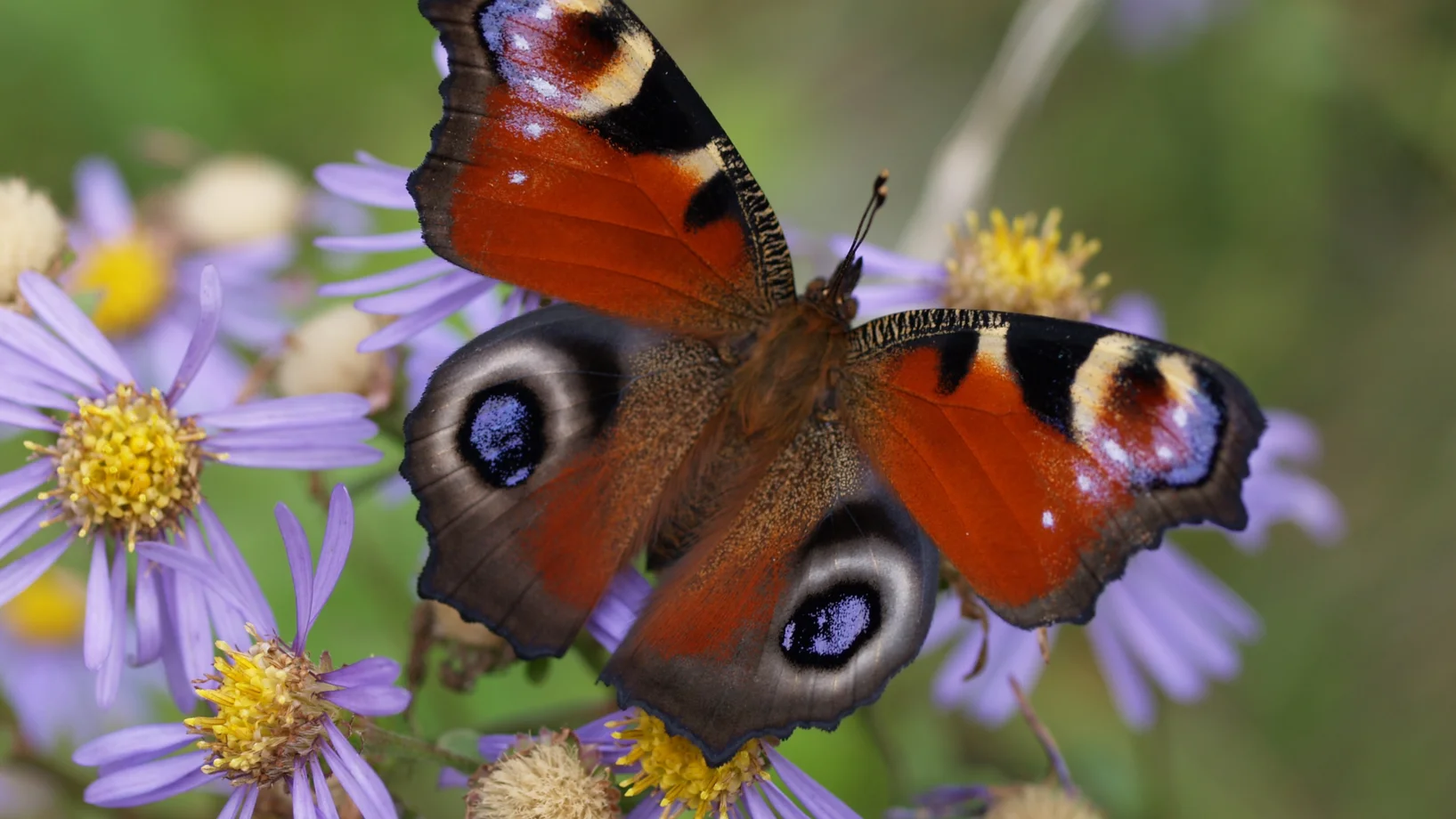 Tagpfauenauge © Harald Cigler