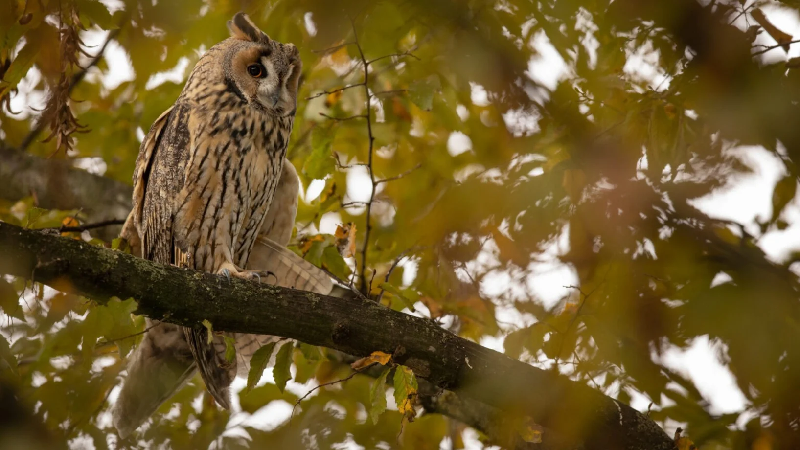 Waldohreule © Robert Hangartner