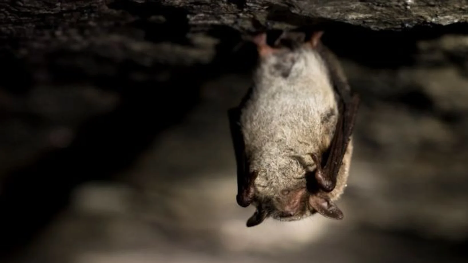 Wasserfledermaus © Lennart Lennuk