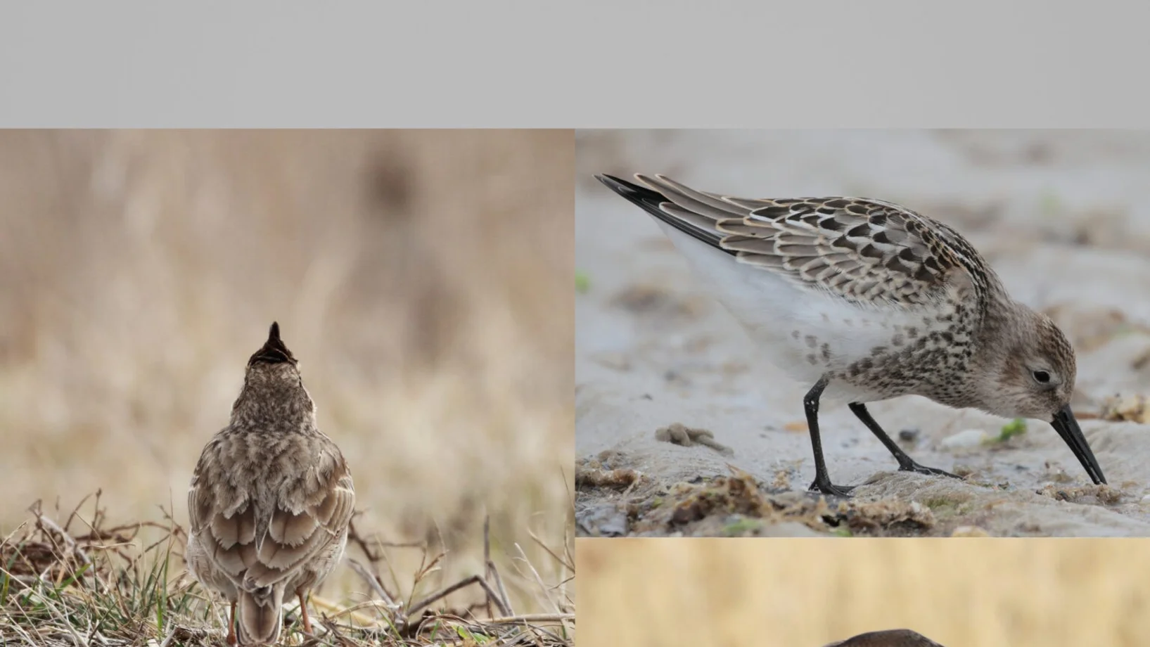 Vogelbestimmung © Christian Schano