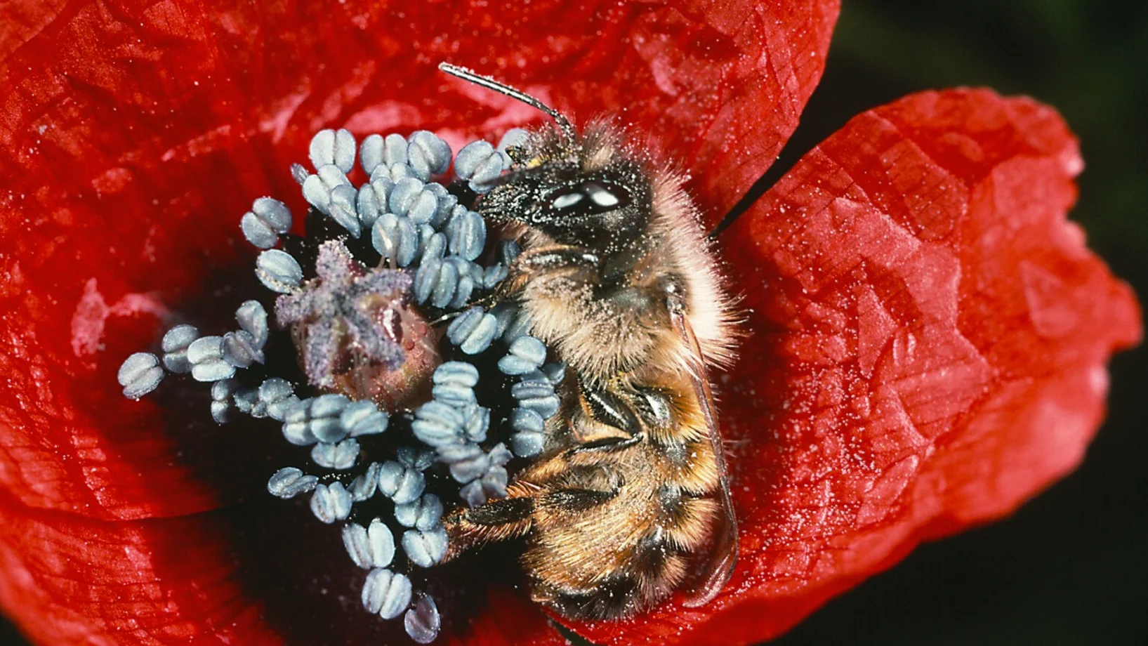Wildbiene Mohnosmia, Bild: Albert Krebs
