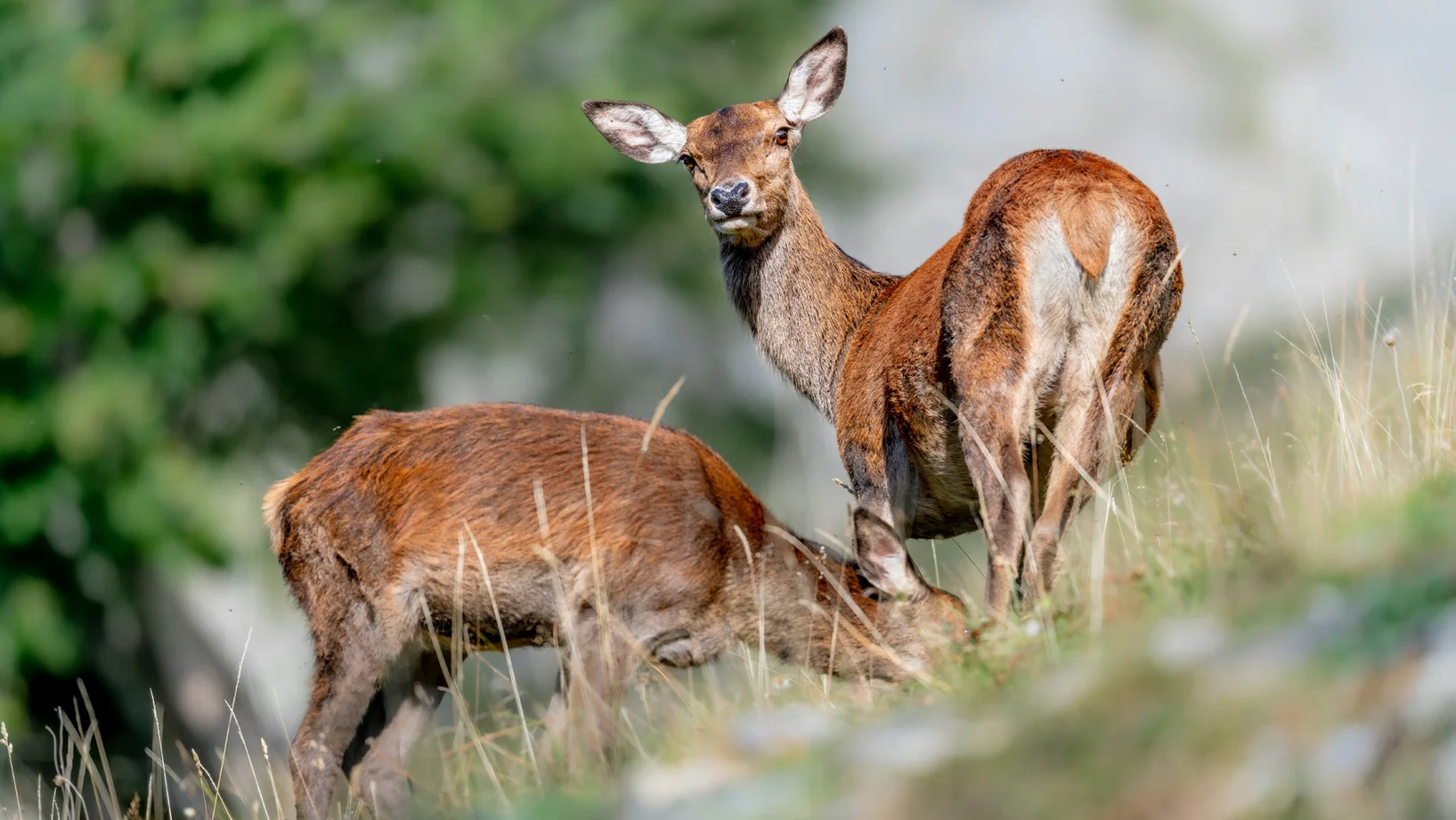 Wildtiere im Morgengrauen