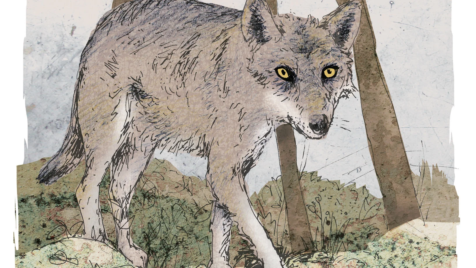 Das Bild zeigt einen Wolf