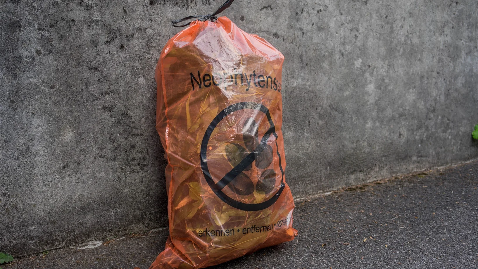 Ein Neophytensack steht am Strassenrand.