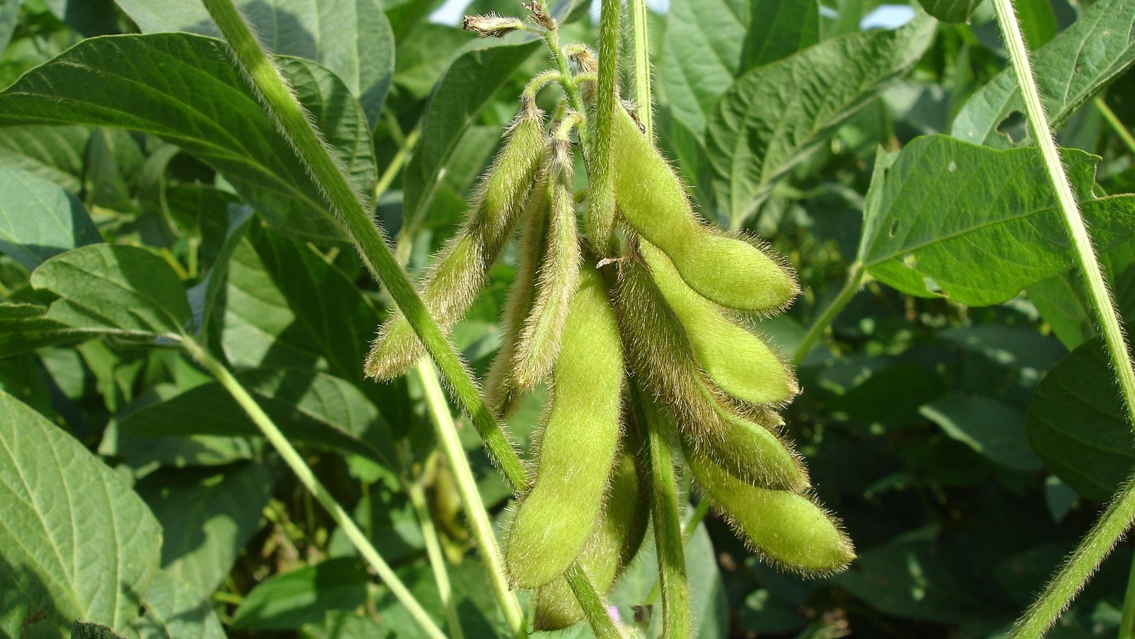 Sojabohnen an einer Sojapflanze in einem Sojafeld