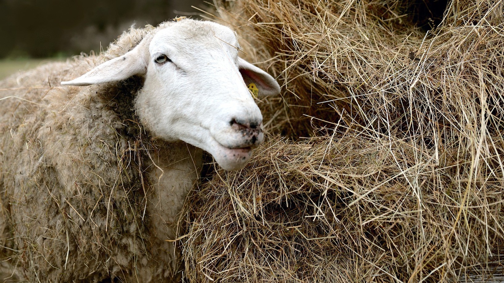Ein Schaf das neben einem Strohhaufen steht und Stroh frisst