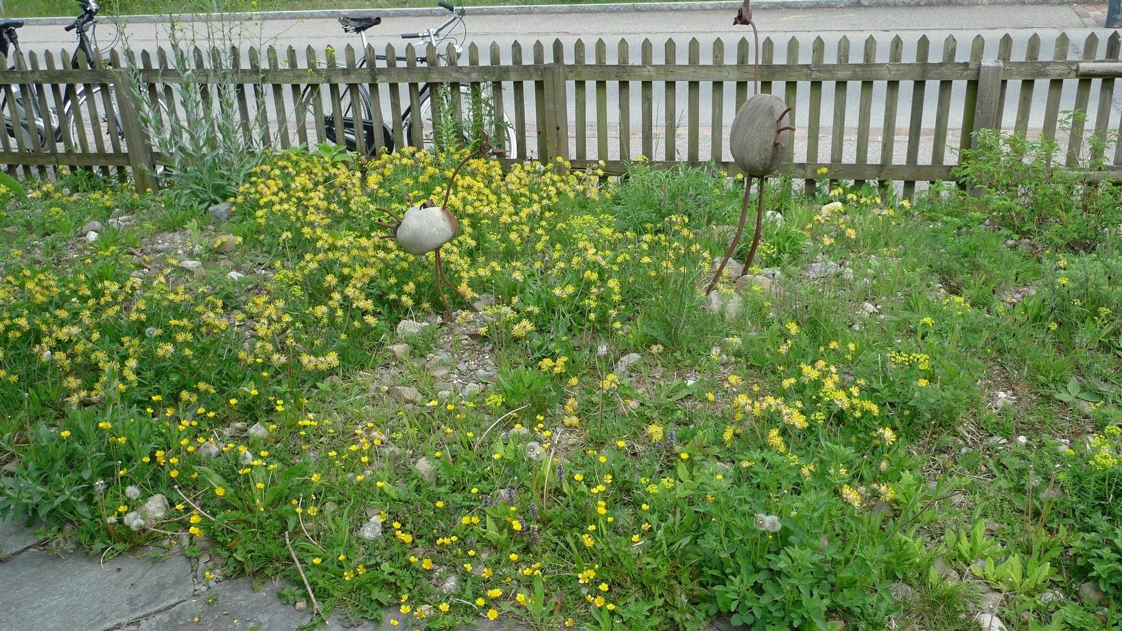 So schön kann Biodiversität sein: Eine blühende Ruderalfläche in einem naturnahen Garten