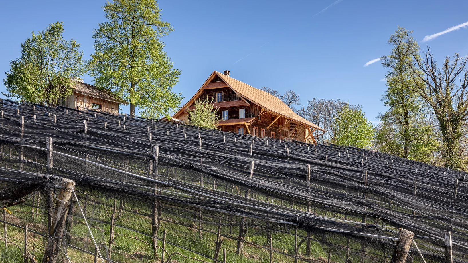 Weinreben gedeckt mit Netz