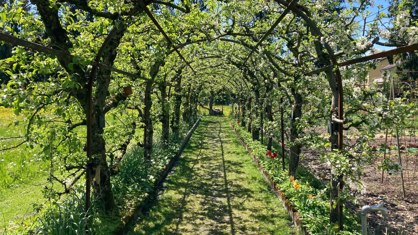 Ein Tunnel aus blühenden Obstbäumen