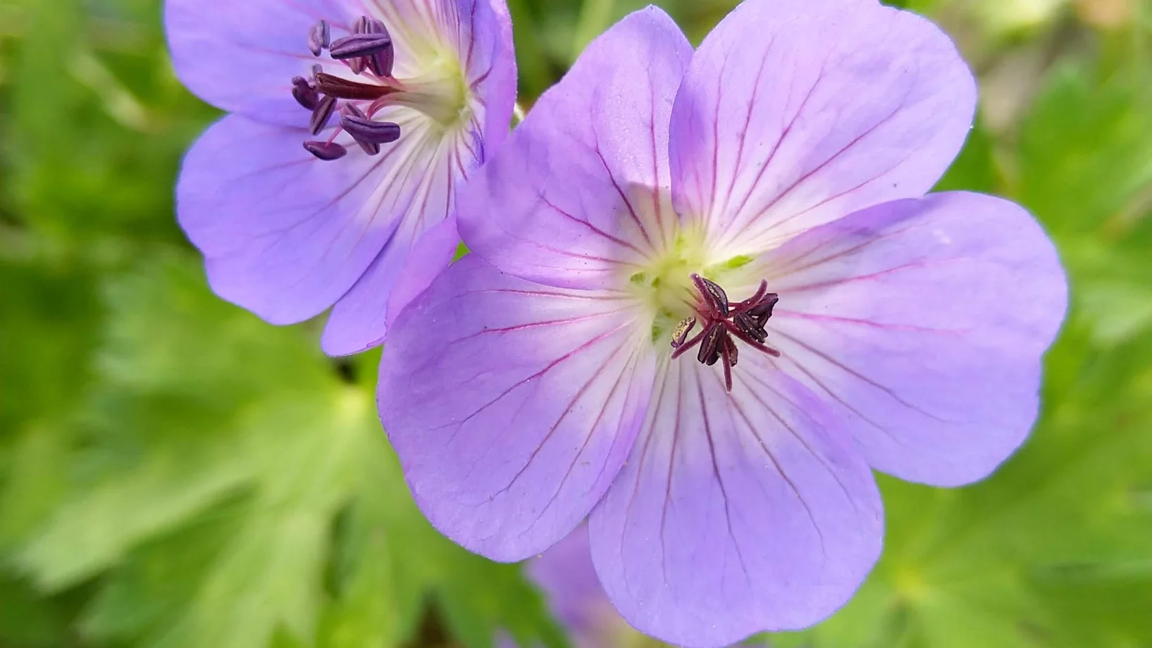 Blume