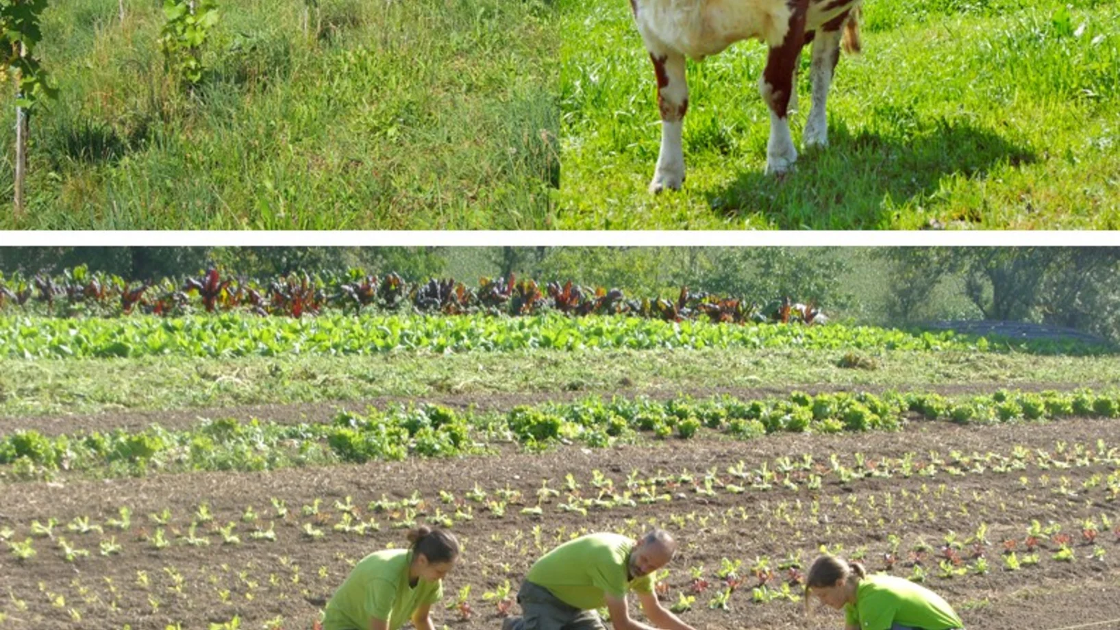 Feldarbeit