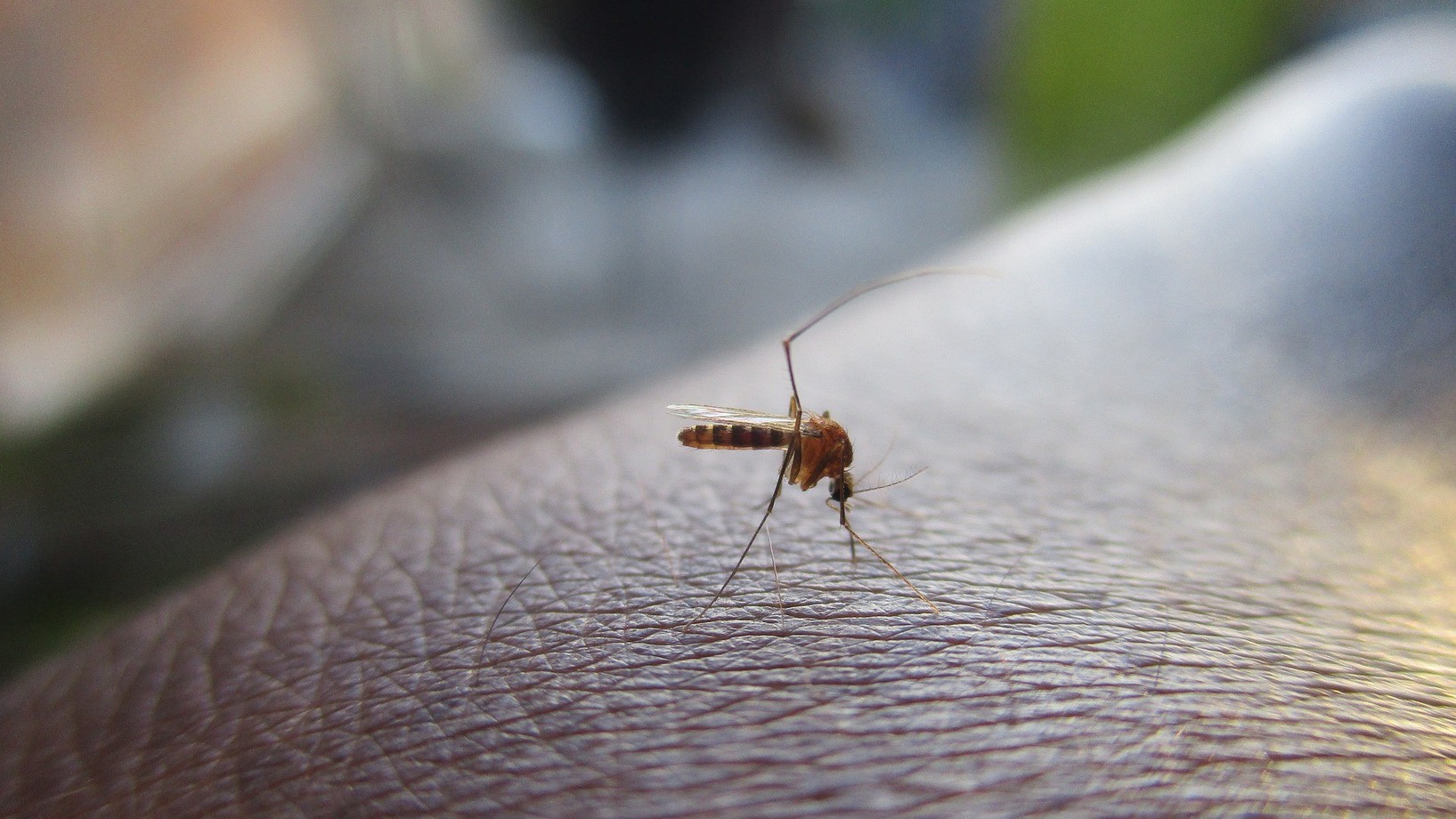 Mücke auf menschlicher Haut