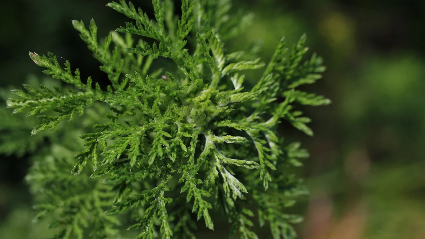 Dieser spezielle Beifuss trägt den Namen Annua. Sie finden keine Artemisia annua Pflanzen, Samen, Tee Extrakte oder Tinkturen? Warum???  Tja, die Pflanze ist einfach zu gesund. Jetzt Artemisia Produkte online kaufen www.kraeuter-loetsch.ch