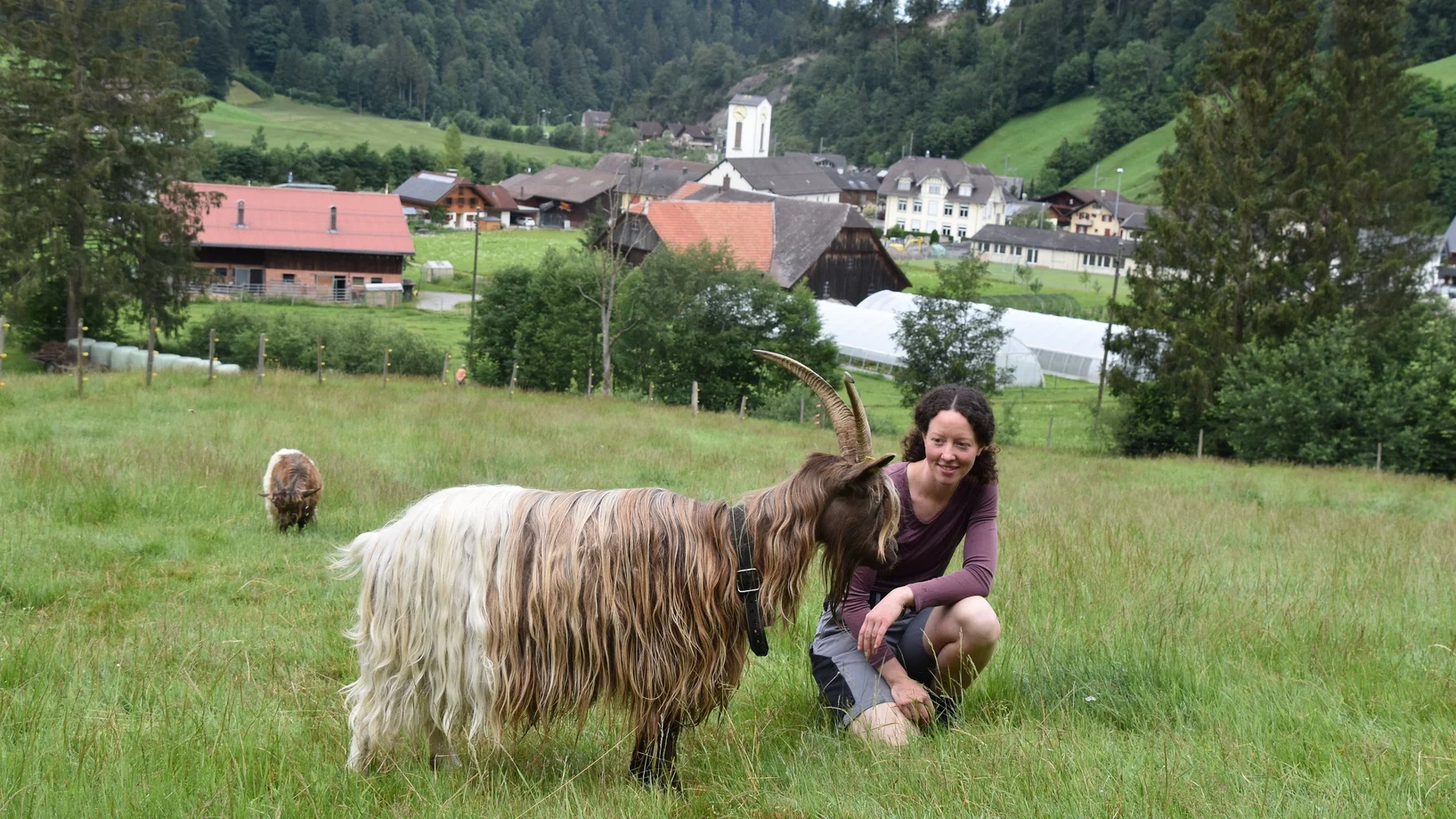 Eine Geiss mit Erica