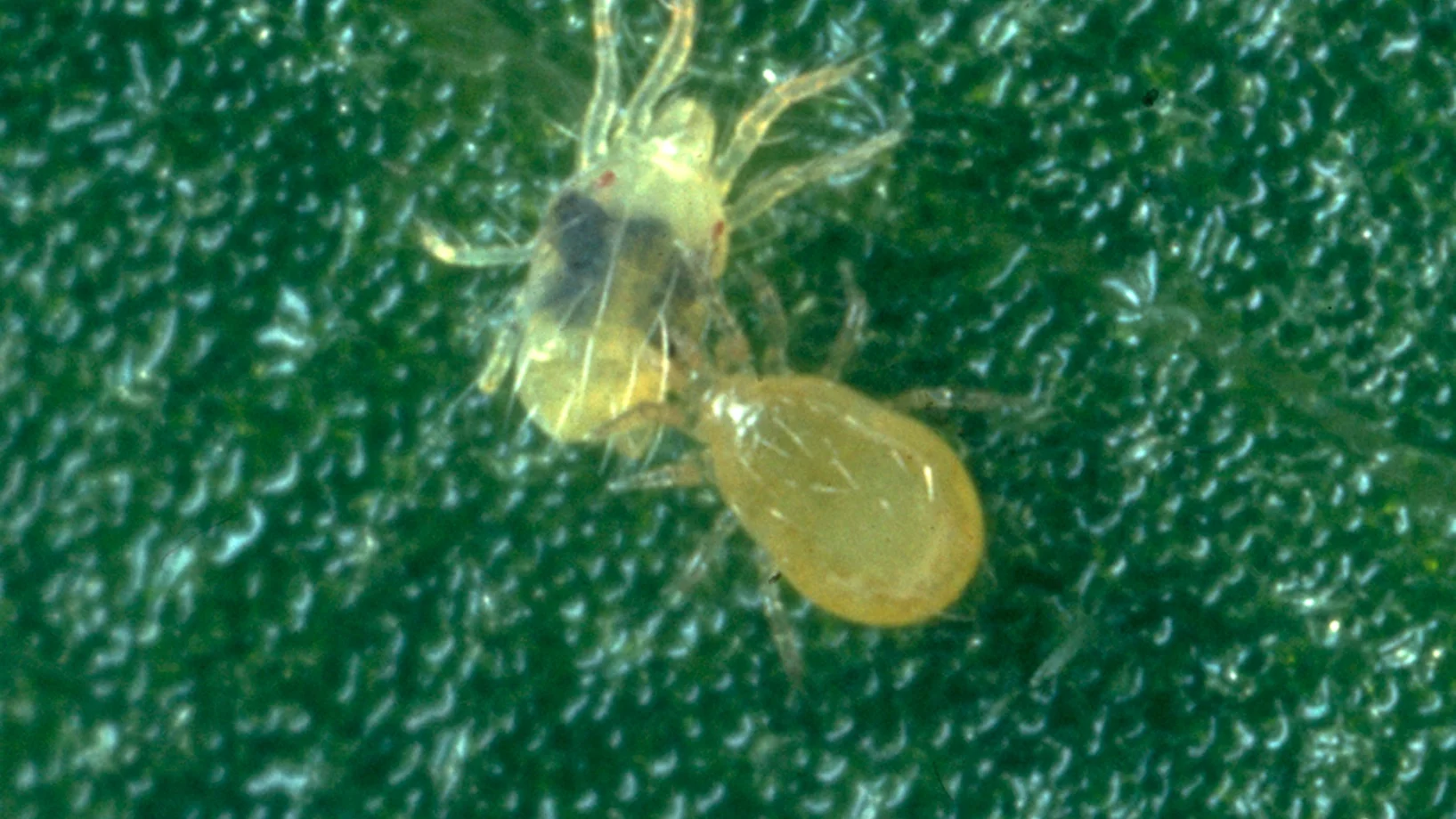 Mikroskopische Aufnahme einer Raubmilbe