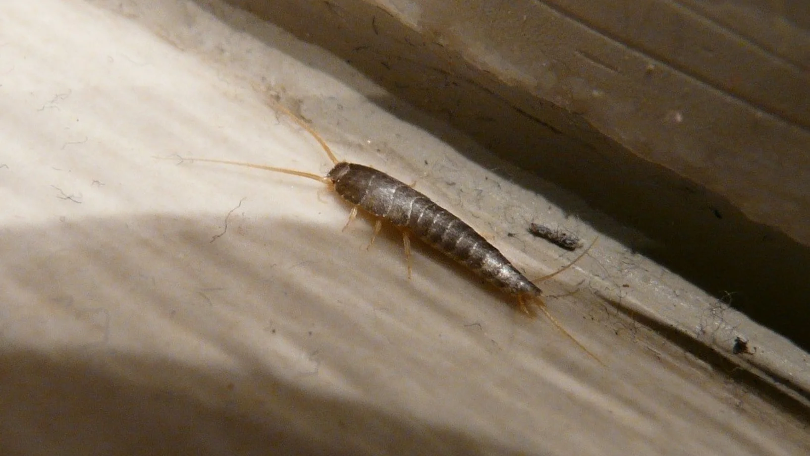 Silberfischchen