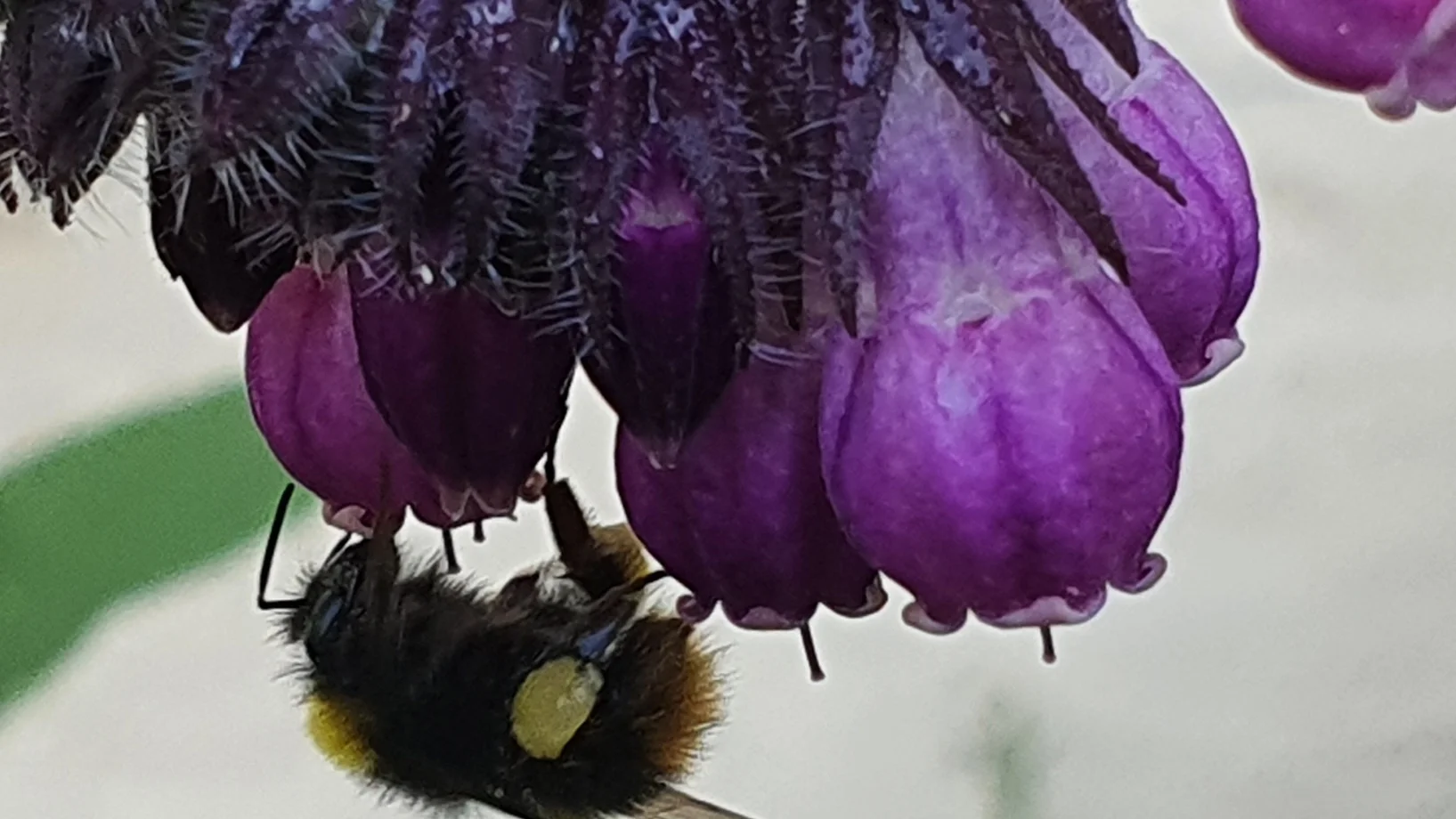 Bienenweide