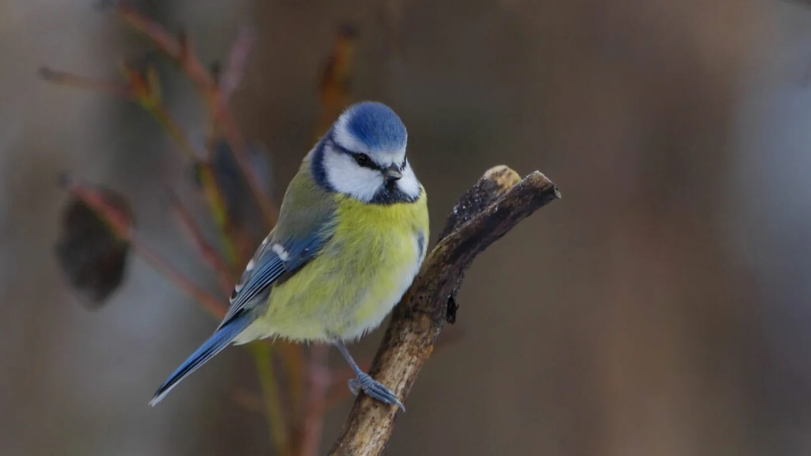 Eine Blaumeise sitzt auf einem Ast