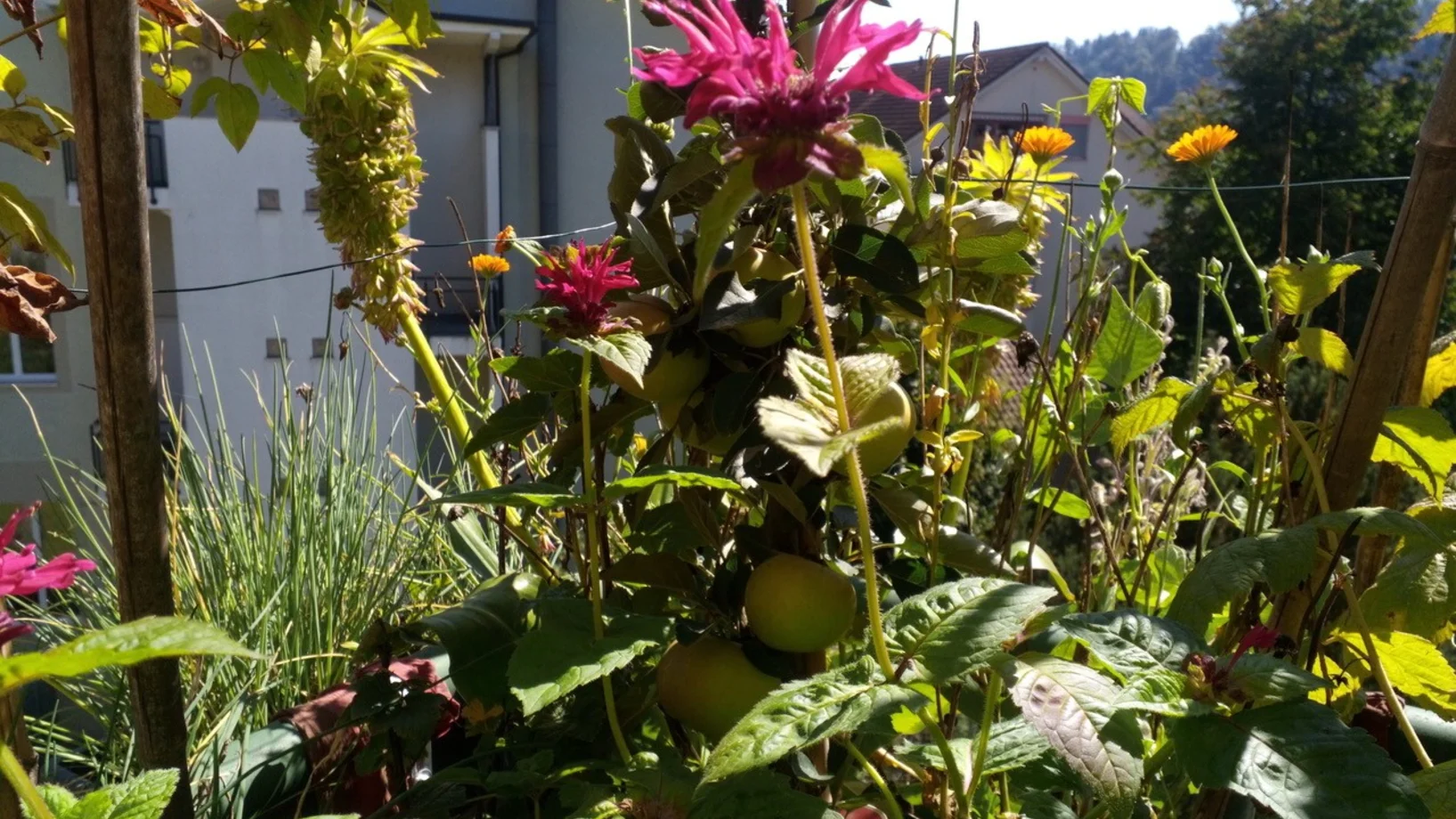Blumenbalkon- Hochbeet