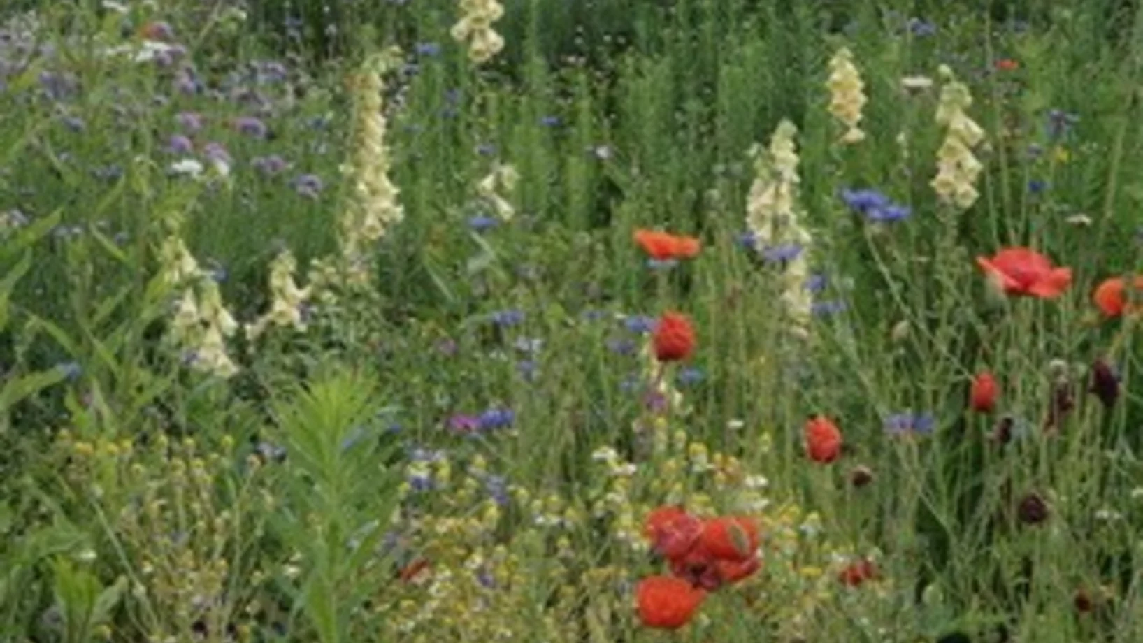 vielfältige Pflanzen im Garten