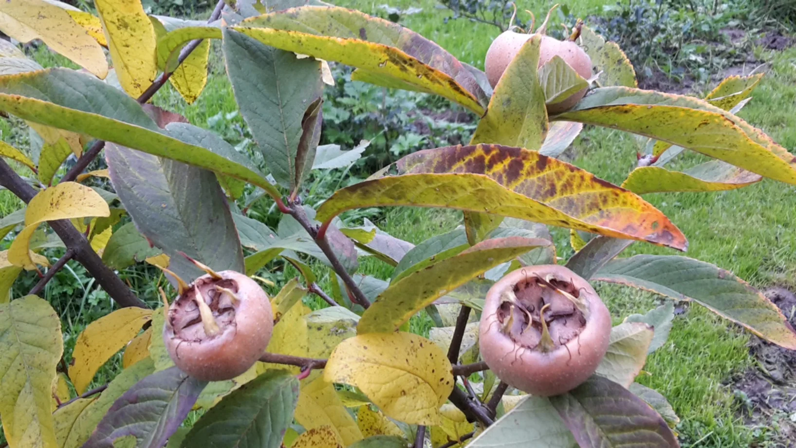 „Urobst mit Migrationshintergrund“- ein Beispiel: Mespilus germanica (Mispel) – Blüte und Frucht © Fotos: Br. Paul Mathis