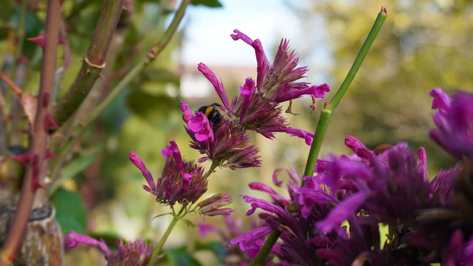 Kräuter im Garten