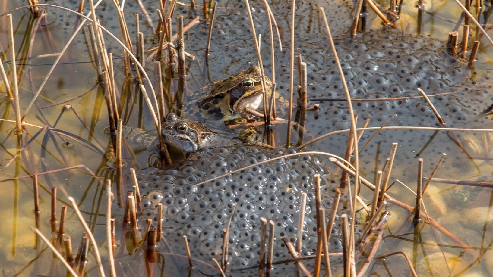 Zwei Grasfrösche inmitten von einem Laichteppich im Wasser. 