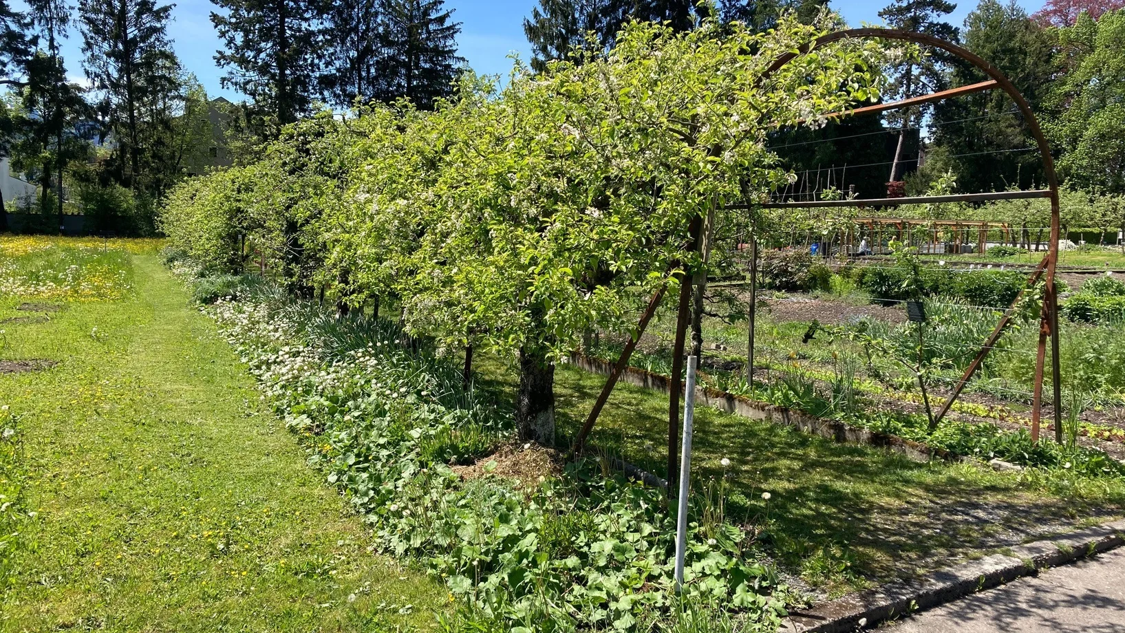 Ein Tunnel aus Apfel- und Birnbäumen im Klostergarten Wesemlin. 